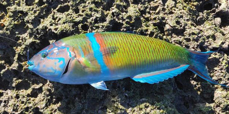 parrotfish tenerife